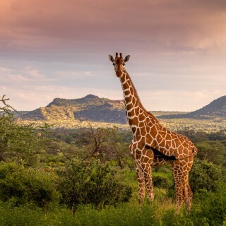 Giraffe_0165