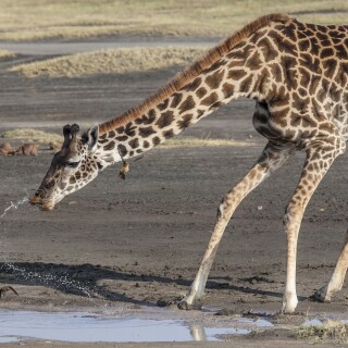Giraffe_0185