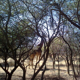 Giraffe_0189
