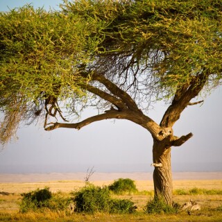 Giraffe_0196