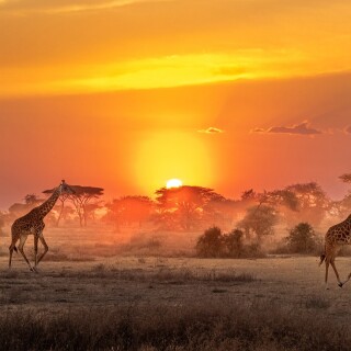 Giraffe_0226