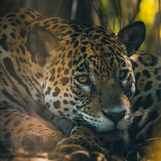 Jaguar_0156