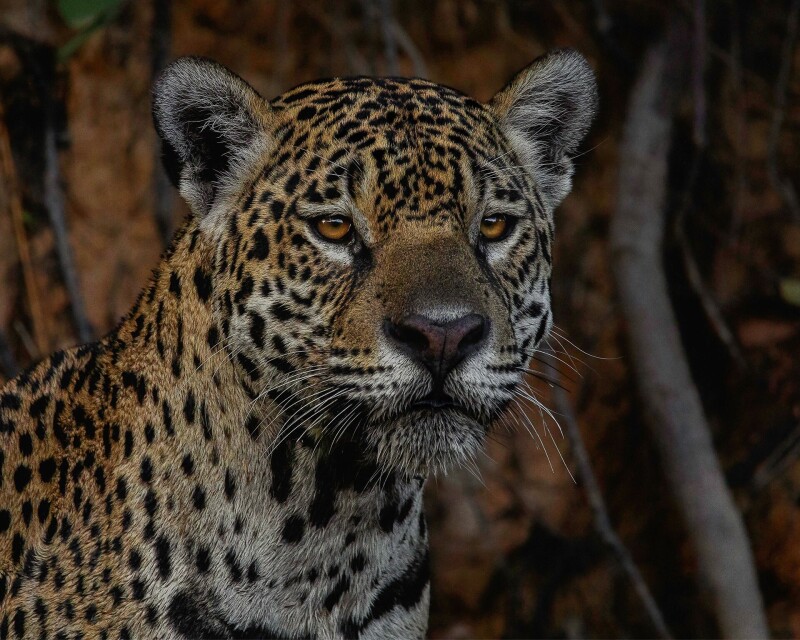 Jaguar 0157