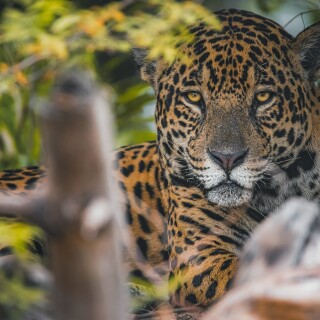 Jaguar_0159