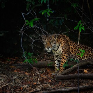 Jaguar_0178