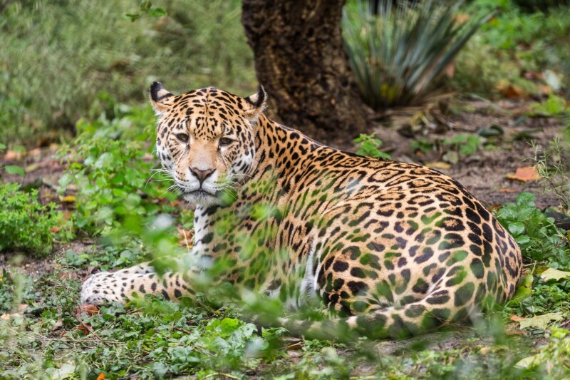 Jaguar_0186.jpg