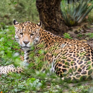 Jaguar_0186