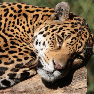 Jaguar_0190
