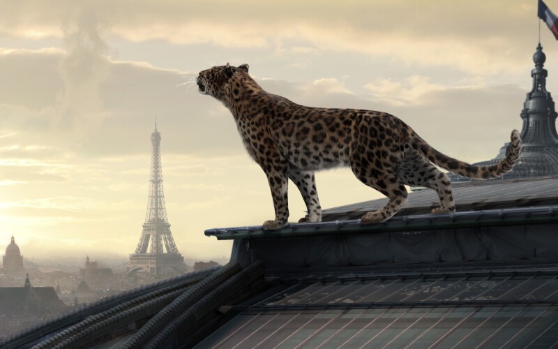 Jaguar 0229