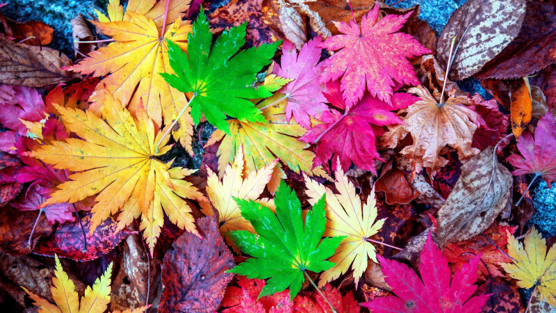 Leaf_0247.jpg