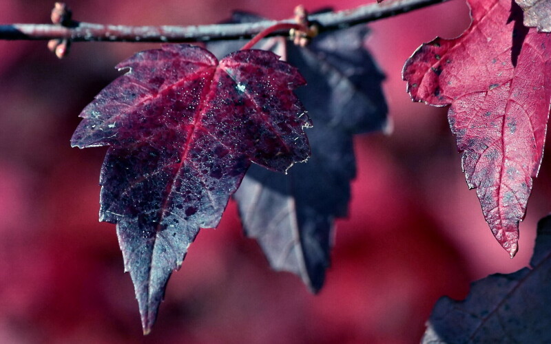 Leaf_0261.jpg