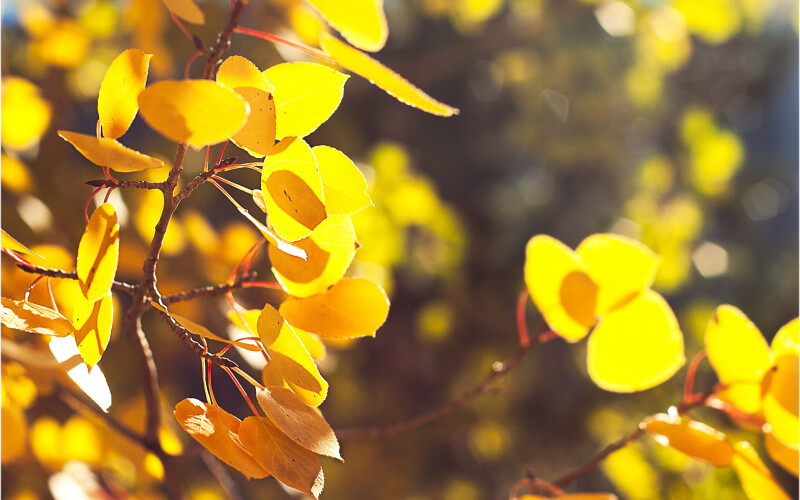 Leaf_0602.jpg