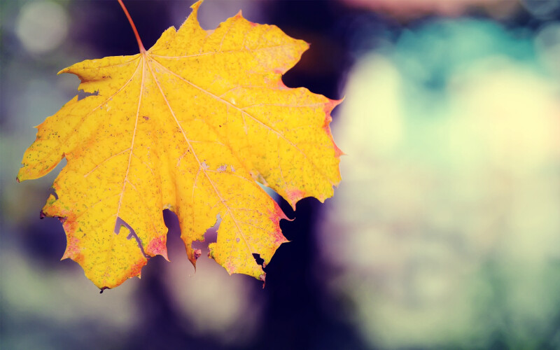Leaf_0663.jpg