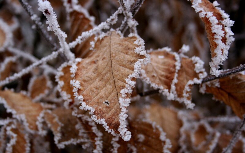 Leaf_0797.jpg