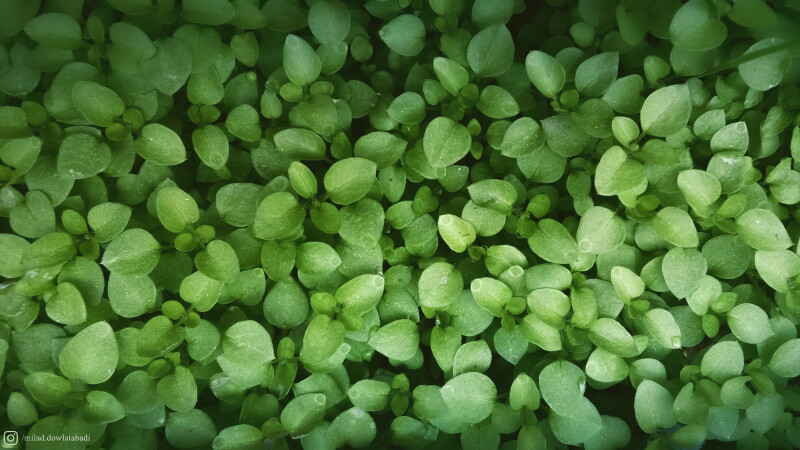 Leaf_0944.jpg