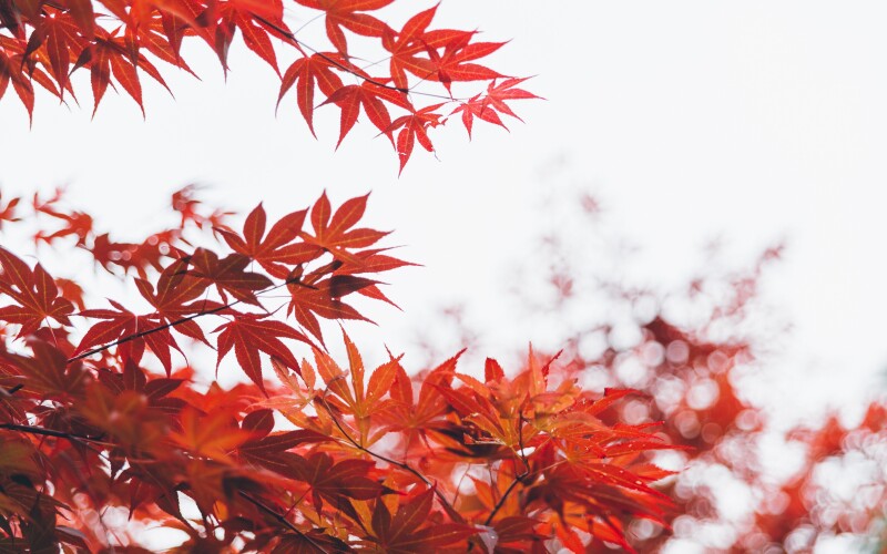 Leaf_0945.jpg