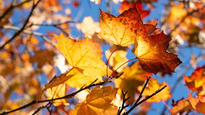 Leaf_0951.jpg