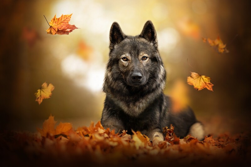 Leaf_0953.jpg