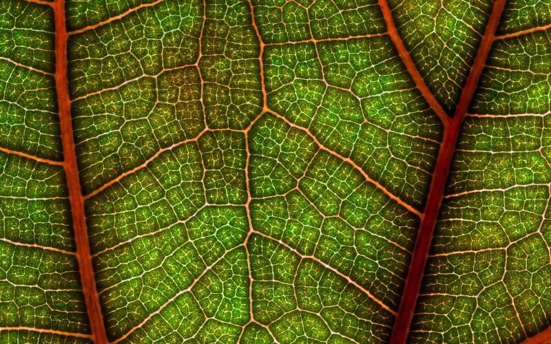 Leaf_0966.jpg
