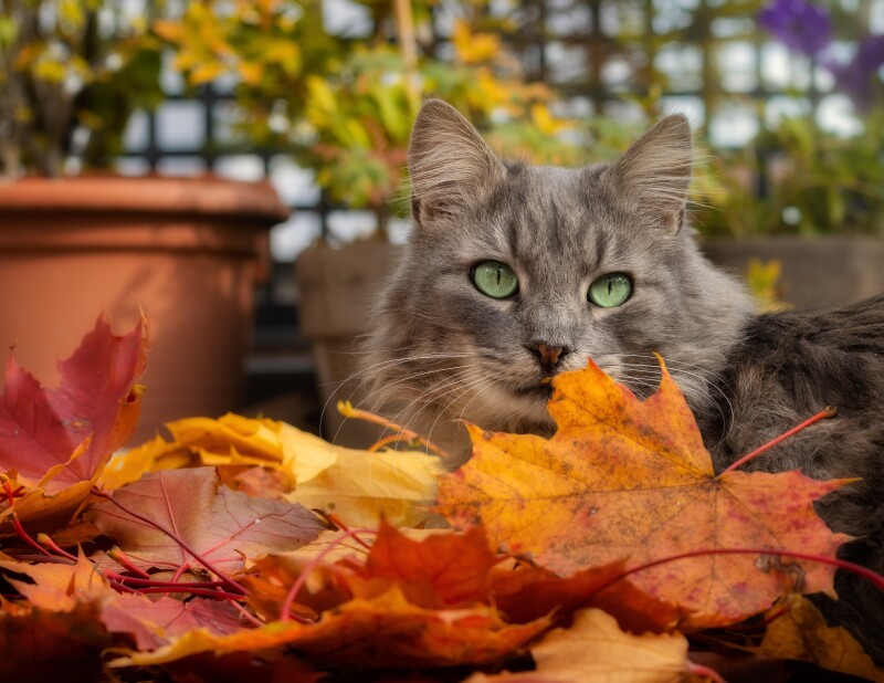 Leaf_0991.jpg