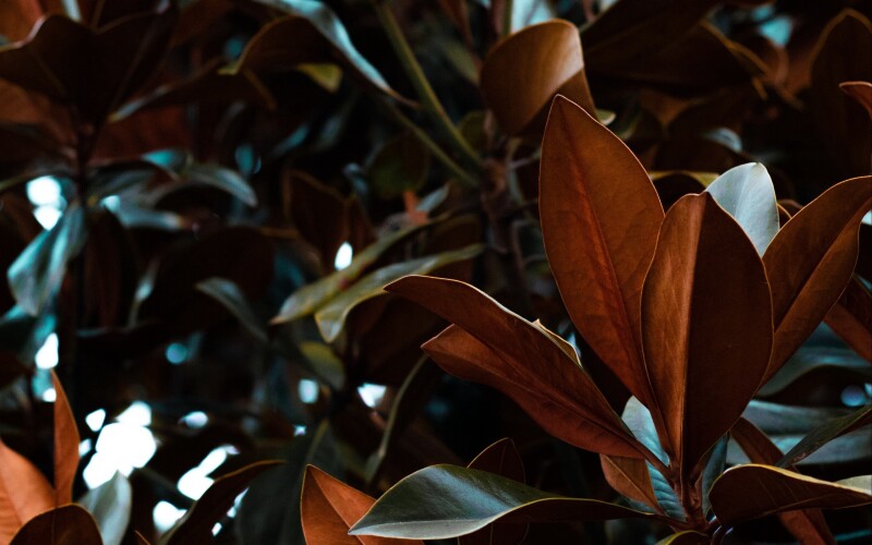Leaf_1451.jpg