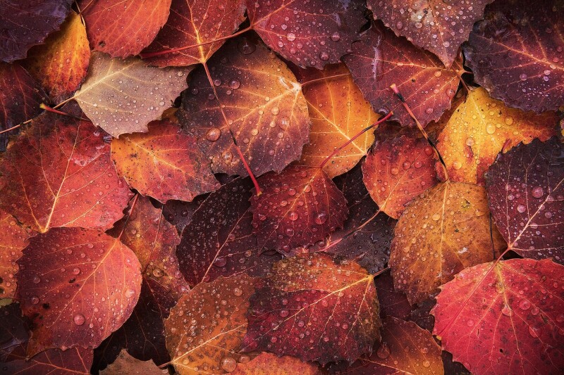 Leaf_1484.jpg