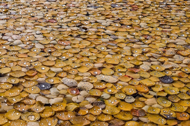 Leaf_1485.jpg