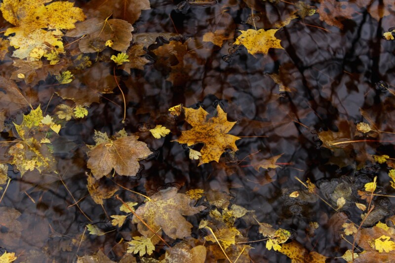 Leaf_1487.jpg