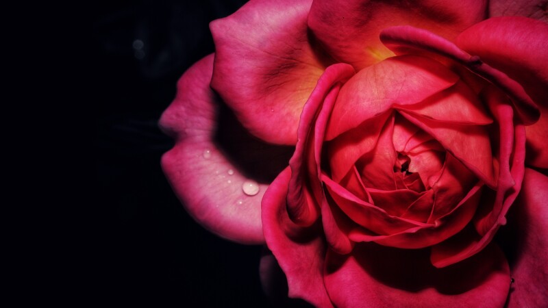 Rose_0717.jpg