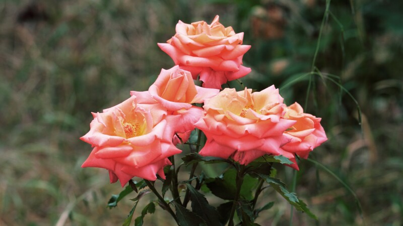 Rose_1000.jpg