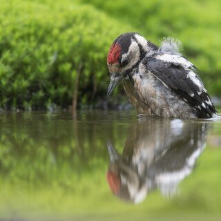 Reflection_1190