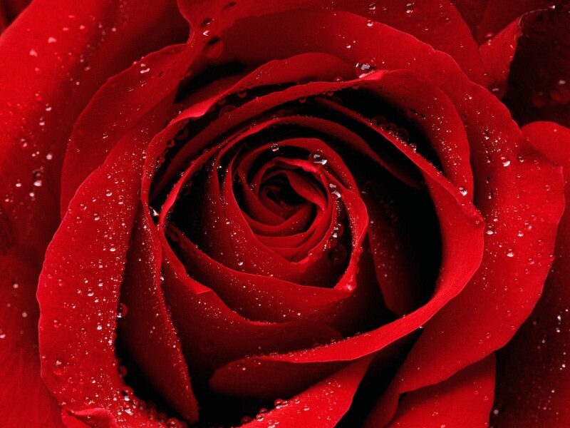 Rose 0830