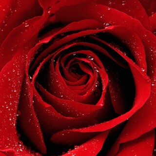 Rose_0830