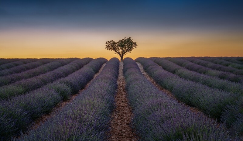 Field_0390.jpg