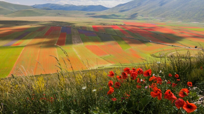 Field_0630.jpg