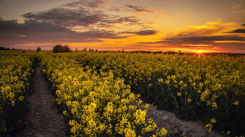 Field_0672.jpg