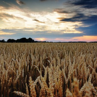 Field_0689