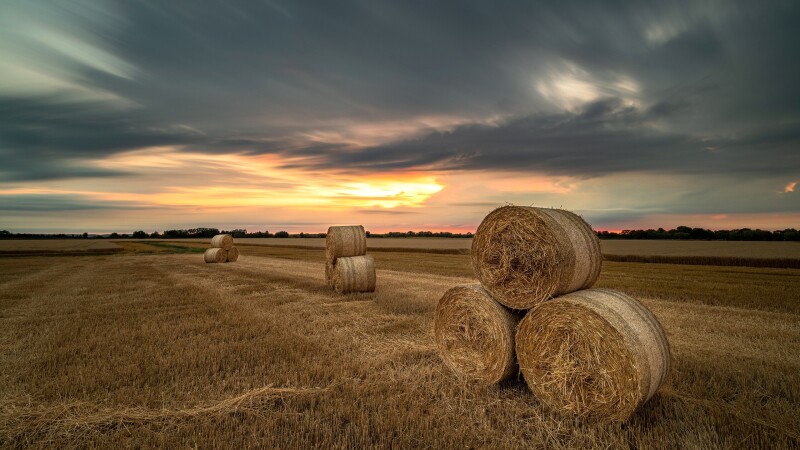 Field_1615.jpg