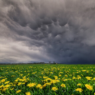 Field_1649