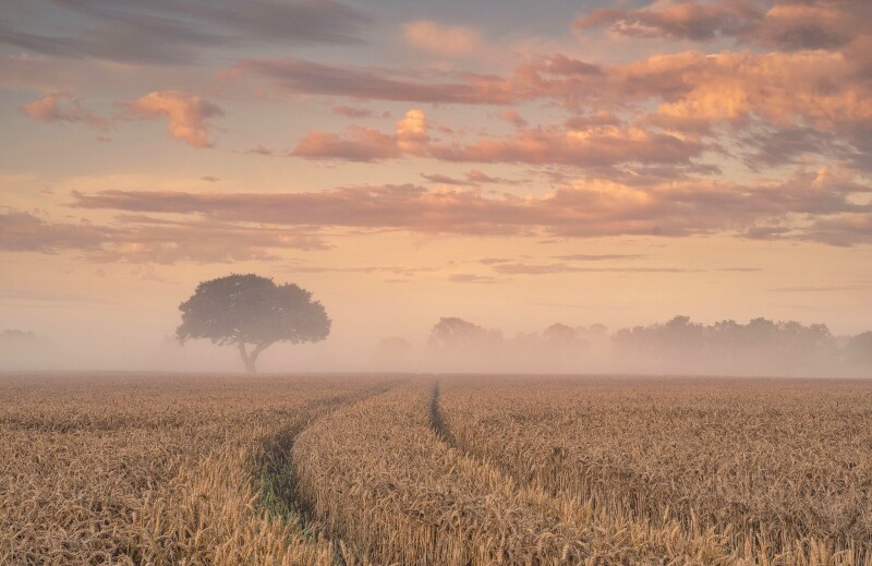 Field_1720.jpg