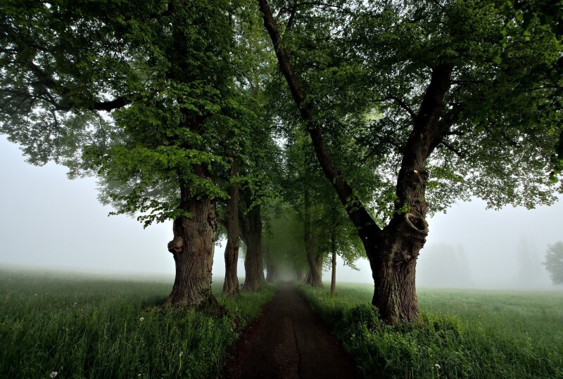 Fog_0714.jpg