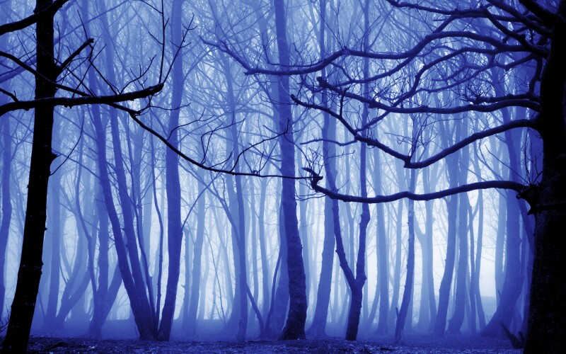 Fog_1201.jpg