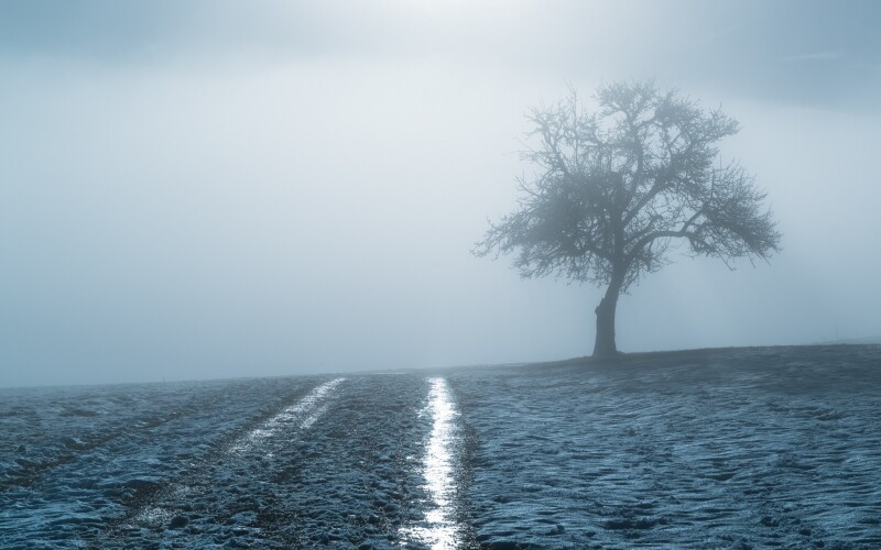 Fog_1237.jpg