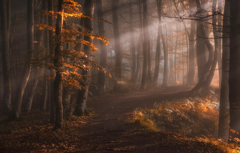 Fog_1729.jpg