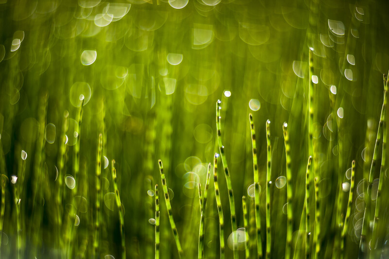 Gras_0054.jpg