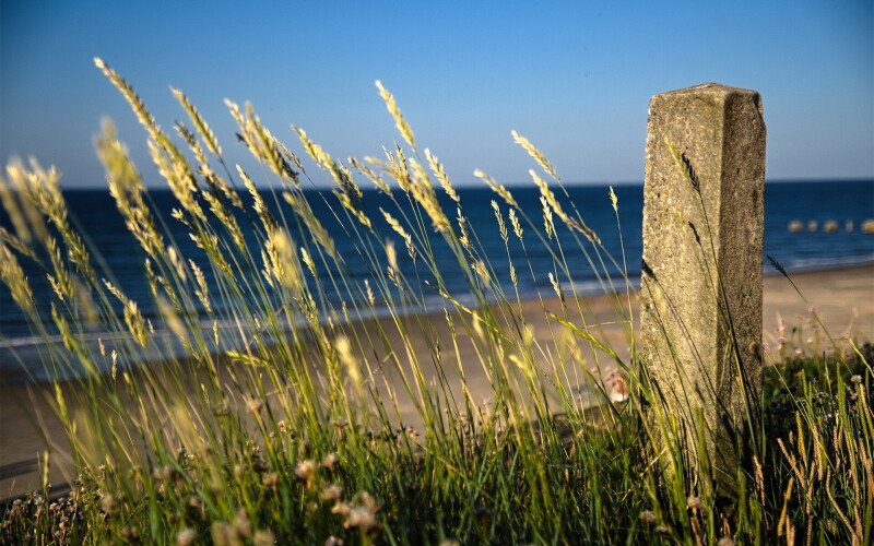 Gras_0090.jpg
