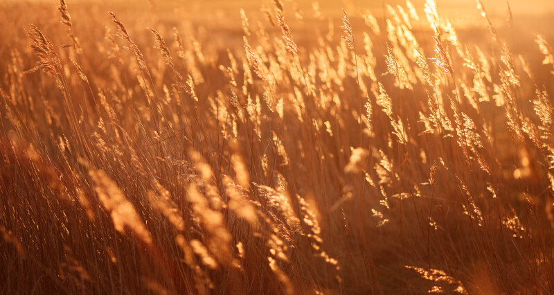 Gras_0131.jpg