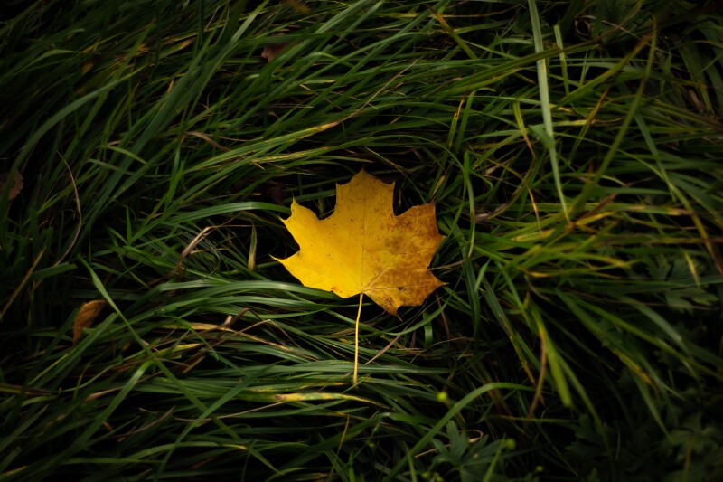 Gras_0720.jpg