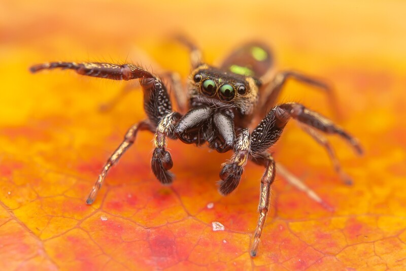 Macro_0428.jpg