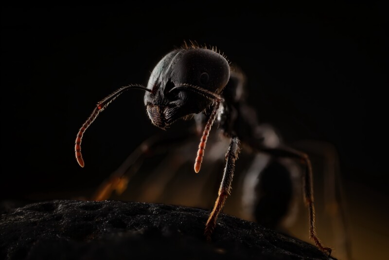 Macro_0860.jpg